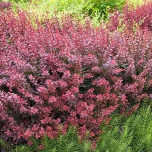 Berberis thunbergii, Japanese Barberry, Purple Japanese Barberry, Red Leaf Japanese Barberry, Thunberg's Barberry, Red Barberry