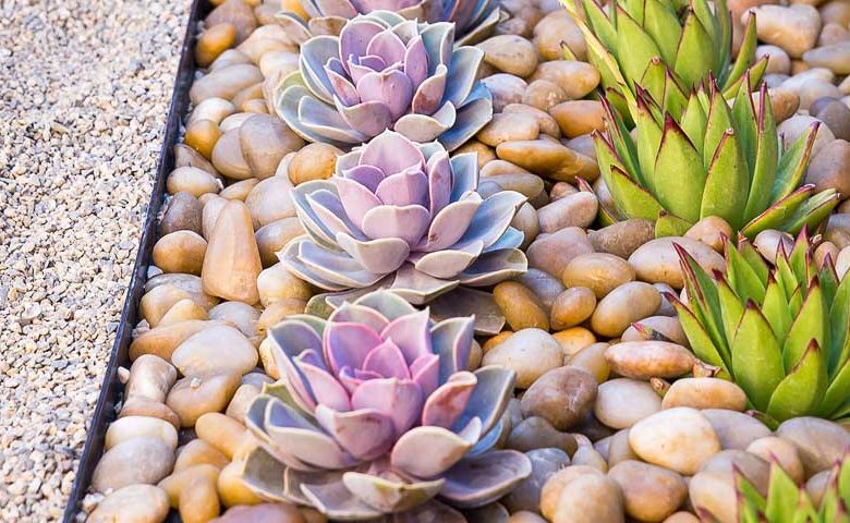 echeveria, succulent, waterwise garden