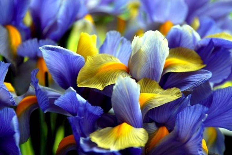 Iris Hollandica, Dutch Iris, Mid spring blooms, Late spring blooms, Iris Apollo, Iris Casablanca, Iris Professor Blaauw, Iris Discovery, Iris Blue Magic, Blue iris, White Iris