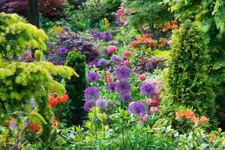 Allium Globemaster, Ornamental Onion 'Globemaster', Ornamental Garlic 'Globemaster', Spring Bulbs, Spring Flowers, Purple flowers, Late Spring flowers