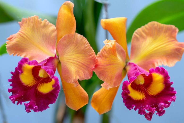Cattleya, Corsage Orchids, Queen of Orchids, Fragrant Orchids, Easy to grow Orchids,