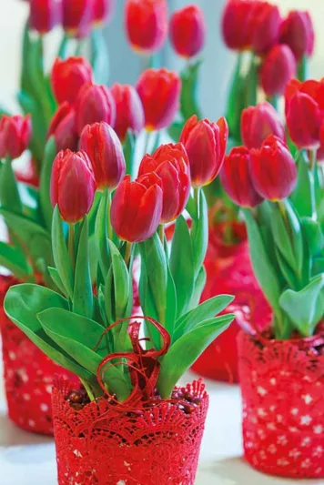 Tulipa Couleur Cardinal, Tulip 'Couleur Cardinal', Single Early Tulip 'Couleur Cardinal', Single Early Tulips, Spring Bulbs, Spring Flowers, Tulipe Couleur Cardinal, Red Tulips