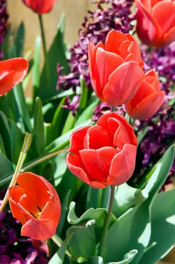 Tulipa Couleur Cardinal, Tulip 'Couleur Cardinal', Single Early Tulip 'Couleur Cardinal', Single Early Tulips, Spring Bulbs, Spring Flowers, Tulipe Couleur Cardinal, Red Tulips