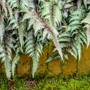 Athyrium