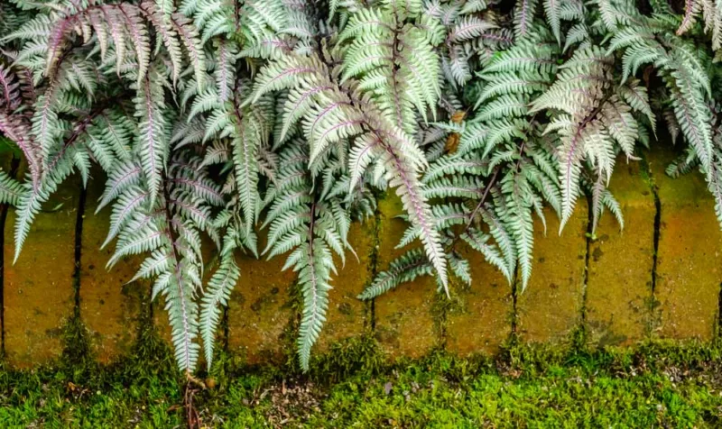 Athyrium