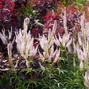 Veronicastrum, Veronicastrum Virginicum, Culver's root, Veronicastrum Fascination, Veronicastrum Alba, Verocniastrum Lavendelturm, Veronicastrum cultivars, Veronicastrum varieties