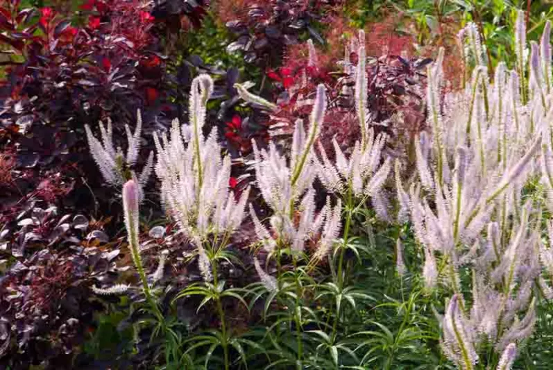 Veronicastrum, Veronicastrum Virginicum, Culver's root, Veronicastrum Fascination, Veronicastrum Alba, Verocniastrum Lavendelturm, Veronicastrum cultivars, Veronicastrum varieties