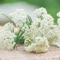 Yarrow Coronation Gold, Yarrow Moonshine, Yarrow Paprika, Yarrow Terracotta, Yarrow Summer Pastels, Achillea Coronation Gold, Achillea Moonshine, Achillea Paprika, Achillea Terracotta,Achillea Summer Pastels,