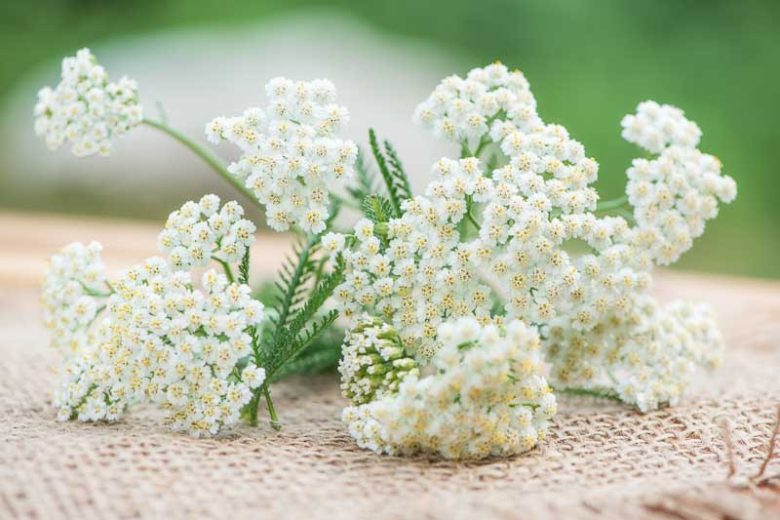 Yarrow Coronation Gold, Yarrow Moonshine, Yarrow Paprika, Yarrow Terracotta, Yarrow Summer Pastels, Achillea Coronation Gold, Achillea Moonshine, Achillea Paprika, Achillea Terracotta,Achillea Summer Pastels,