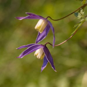 Clematis, Clematis Atragene, group 1 clematis, Purple clematis, Disease resistant clematis, hardy clematis, early clematis, spring clematis, pink clematis, blue clematis