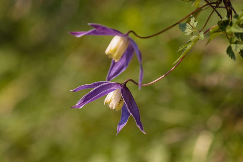 Clematis, Clematis Atragene, group 1 clematis, Purple clematis, Disease resistant clematis, hardy clematis, early clematis, spring clematis, pink clematis, blue clematis