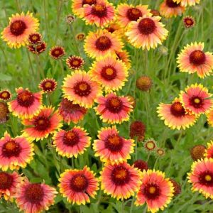 Gaillardia, Blanket Flower, Indian Blanket flower, Gaillardia X grandiflora, Gaillardia aristata, gaillardia pulchella, drought tolerant plants,