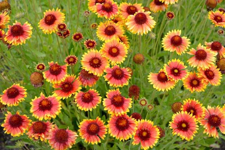 Gaillardia, Blanket Flower, Indian Blanket flower, Gaillardia X grandiflora, Gaillardia aristata, gaillardia pulchella, drought tolerant plants,