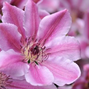 Clematis, Early Large Flowered Clematis, Early Clematis, Large flowered Clematis, Group 2 Clematis, Purple Clematis, Long blooming Clematis, Red Clematis, pink Clematis, blue Clematis