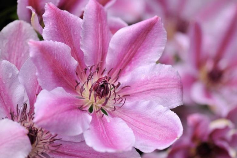 Clematis, Early Large Flowered Clematis, Early Clematis, Large flowered Clematis, Group 2 Clematis, Purple Clematis, Long blooming Clematis, Red Clematis, pink Clematis, blue Clematis
