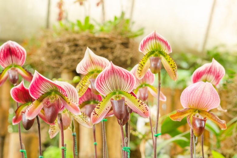 Paphiopedilum, Slipper Orchids, Venus Slipper Orchid, Lady Slipper Orchid, Paphs, Easy to grow Orchids