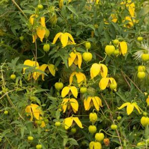 Clematis, Clematis Orientalis, group 3 clematis, Yellow clematis, Clematis tangutica, Clematis tibetana, Disease resistant clematis, Long blooming clematis,