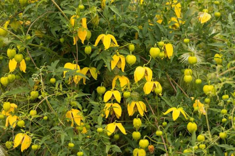 Clematis, Clematis Orientalis, group 3 clematis, Yellow clematis, Clematis tangutica, Clematis tibetana, Disease resistant clematis, Long blooming clematis,