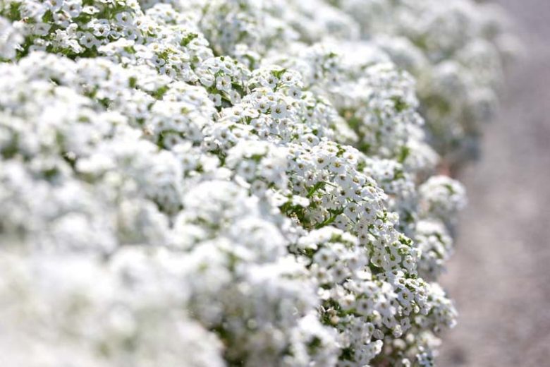 Lobularia information, Sweet Alyssum information, Heat tolerant plants, Fragrant plants, Lobularia Snow Princess, Lobularia Easter Bonnet, Lobularia Wonderland