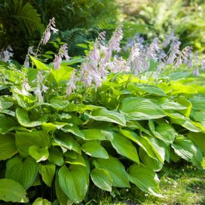 Hosta, Hostas, Plantain Lily, Plantain Lilies, Shade plants, Perennial for shade, Shade Perennials,Funkia