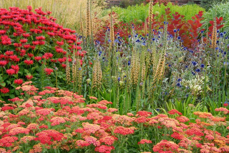 Achillea Millefolium 'Fanal', Achillea 'Fanal', 'Fanal' Yarrow, Achillea 'The Beacon', 'The Beacon' Yarrow, Common Yarrow, Milfoil, Carpenter's Weed, Achillea Millefolium, yarrow plant, yarrow flower, summer perennial, drought tolerant perennial, red flow
