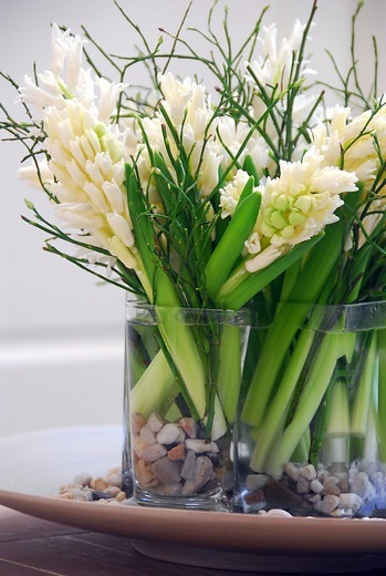 Hyacinth Carnegie, Hyacinth 'Carnegie', Dutch Hyacinth, Hyacinthus Orientalis, Common Hyacinth, Spring Bulbs, Spring Flowers, white hyacinth, early spring bloomer, mid spring bloomer