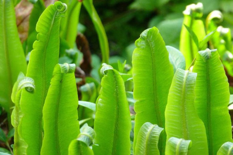 Asplenium Scolopendrium, Hart's Tongue Fern, Burnt Weed, Buttonhole, Christ's Hair, Horse Tongue, Phyllitis scolopendrium, Shade plants, shade perennial, plants for shade, plants for wet soil