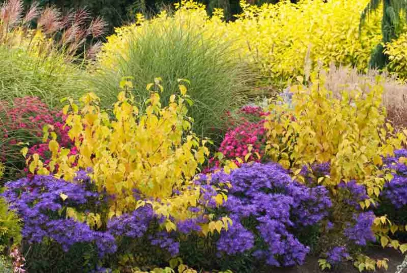 Aster Novae-Angliae 'September Ruby', New England Aster 'September Ruby', Michaelmas Daisy 'September Ruby', Symphyotrichum Novae-Angliae 'September Ruby', Aster 'September Ruby',New England Aster 'Septemberrubin', Michaelmas Daisy 'Septemberrubin', Symphyotrichum Novae-Angliae 'Septemberrubin'