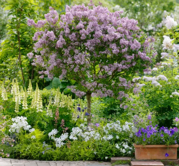 Lupinus 'Gallery White',Lupine 'Gallery White', Lupin 'Gallery White', Gallery Series, Russel Hybrids, White flowers, Cream flowers