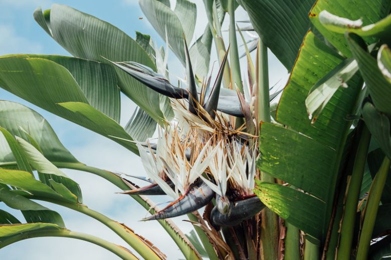 Strelitzia nicolai, White Bird of Paradise, Wild Banana, Giant Bird of Paradise, Strelitzia alba subsp. nicolai, Bird of Paradise Plant