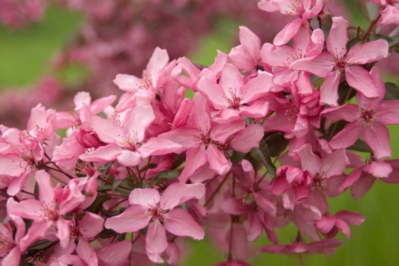 Malus 'Adams', Crabapple 'Adams', Crab Apple 'Adams', Fragrant Tree, Red fruit, red berries, Winter fruits, Pink flowers,