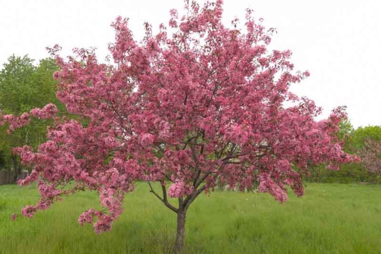 Malus 'Adams', Crabapple 'Adams', Crab Apple 'Adams', Fragrant Tree, Red fruit, red berries, Winter fruits, Pink flowers,