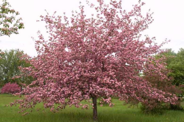 Malus 'Brandywine', Crabapple 'Brandywine', Crab Apple 'Brandywine', Fragrant Tree, Red fruit, red berries, Winter fruits, Pink flowers,Malus 'Branzam'