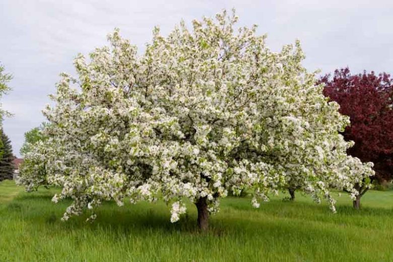 Malus 'Donald Wyman', Crabapple 'Donald Wyman', Crab Apple 'Donald Wyman', Fragrant Tree, Red fruit, red berries, Winter fruits, White flowers