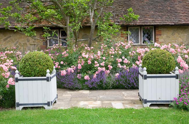 Rose Bonica®, Rosa 'Bonica®', Rosa 'Demon', Rosa 'Bonica® '82', Rosa 'Meidomonac', Ground Cover Rose 'Bonica®', Floribunda Rose 'Bonica®', Shrub Rose 'Bonica®', David Austin Rose, Shrub roses, Roses for hedges, pink roses