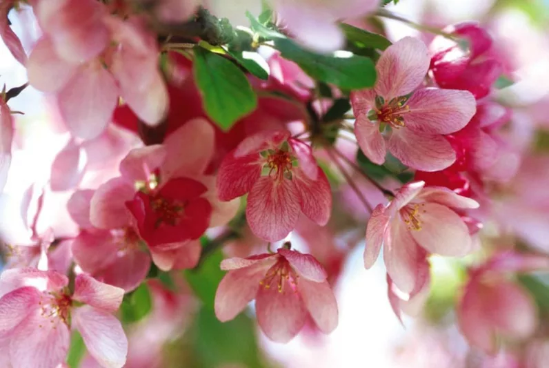 Crabapple, Malus Indian Magic, Pink Crabapple