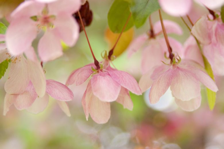 Malus 'Indian Magic', crabapple Indian Magic