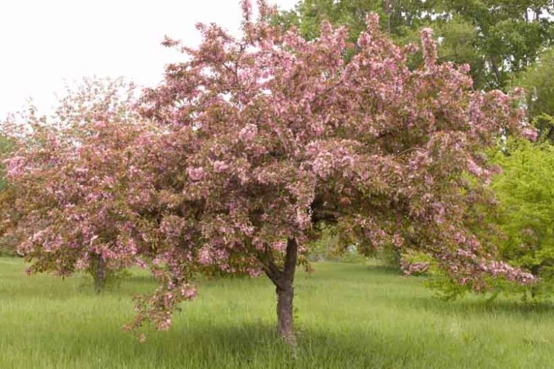 Malus 'Indian Magic', Crabapple 'Indian Magic', Crab Apple 'Indian Magic', Fragrant Tree, Red fruit, red berries, Winter fruits, Pink flowers,