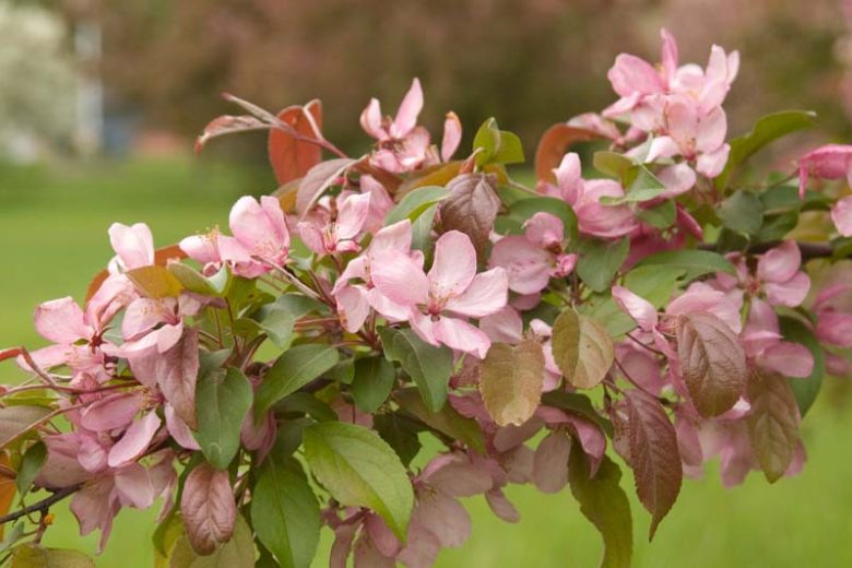 Malus 'Indian Magic', Crabapple 'Indian Magic', Crab Apple 'Indian Magic', Fragrant Tree, Red fruit, red berries, Winter fruits, Pink flowers,