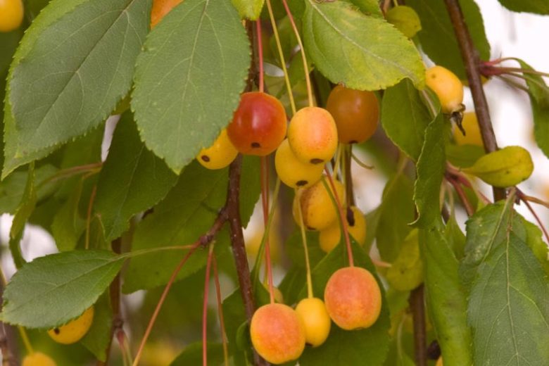 Malus 'Louisa', Crabapple 'Louisa', Crab Apple 'Louisa', Fragrant Tree, Red fruit, red berries, Winter fruits, Pink flowers,