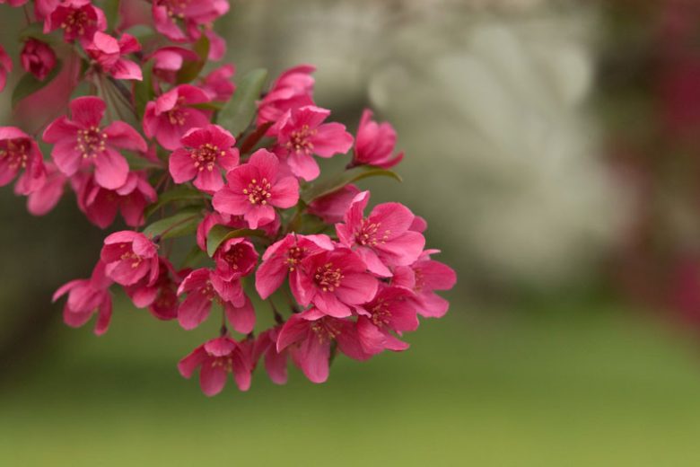 Malus 'Prairifire', Crabapple 'Prairifire', Crab Apple 'Prairifire', Fragrant Tree, Red fruit, red berries, Winter fruits, Pink flowers,