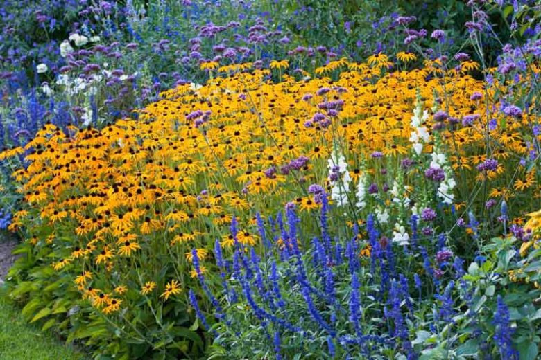Rudbeckia fulgida var. sullivantii 'Goldsturm',Black-Eyed Susan 'Goldsturm', Coneflower 'Goldsturm', Echinacea 'Yellow Storm', Rudbeckia fulgida var. deamii 'Goldsturm', Rudbeckia 'Goldsturm', late summer perennial, golden flowers, yellow perennial