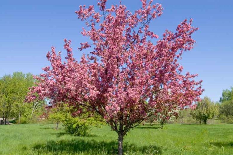 Malus 'Thunderchild', Crabapple 'Thunderchild', Crab Apple 'Thunderchild', Fragrant Tree, Red fruit, red berries, Winter fruits, Pink flowers,