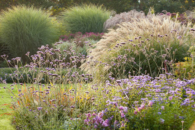 Miscanthus Sinensis 'Morning Light', Maiden Grass 'Morning Light', Eulalia 'Morning Light', Chinese Silver Grass 'Morning Light', Japanese Silver Grass 'Morning Light', Drought tolerant plant, Ornamental grass Morning Light, Low maintenance ornamental gra