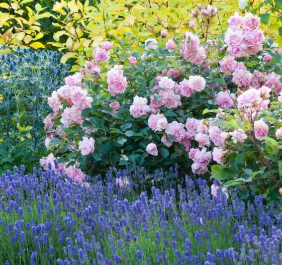 Rosa Felicia, Rose Felicia, Hybrid musk Rose Felicia, David austin rose, Reverend Pemberton Roses, agm roses, Fragrant roses., Shrub roses, pink roses, Climbing Roses, fragrant roses