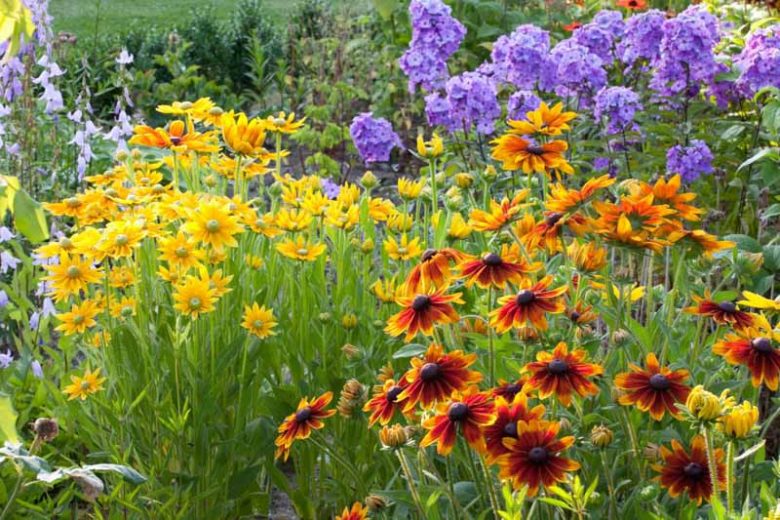 Prairie Sun Black Eyed Susan, Prairie Sun, Gloriosa Daisy Prairie Sun, Rudbeckia Prairie Sun, Rudbeckia hirta Prairie Sun, Award-winning perennial