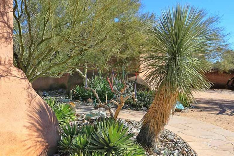 Yucca elata, Soap Tree, Soap Weed, Palmella, Drought tolerant, Tree Yucca, Hardy succulent