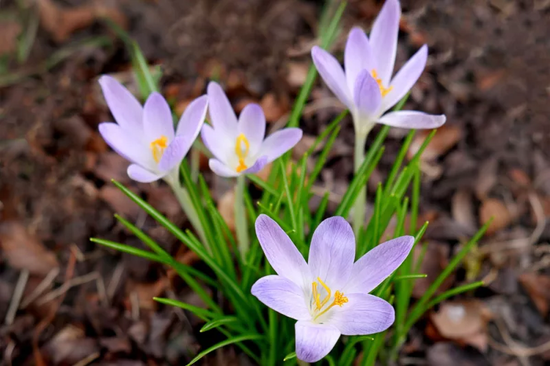 Crocus Tommasinianus 'Lilac Beauty', Crocus 'Lilac Beauty', Early Crocus, Botanical Crocus, Snow Crocus, Lilac Tommy, Pink Crocus, Spring Bulbs, Spring Flowers, early spring bulb, late winter blooming bulb