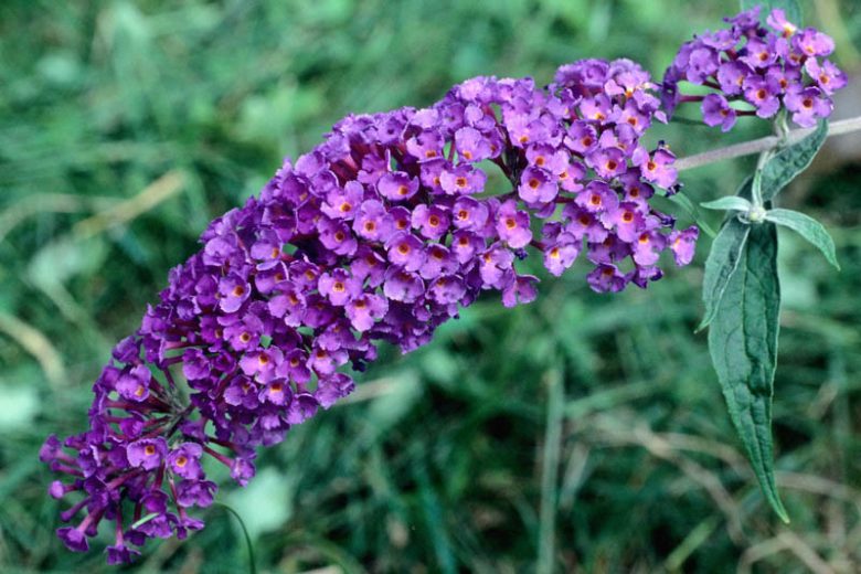 Buddleja davidii 'Black Knight', Butterfly Bush 'Black Knight', Summer Lilac 'Black Knight', deciduous shrub, purple flowers, fragrant shrub