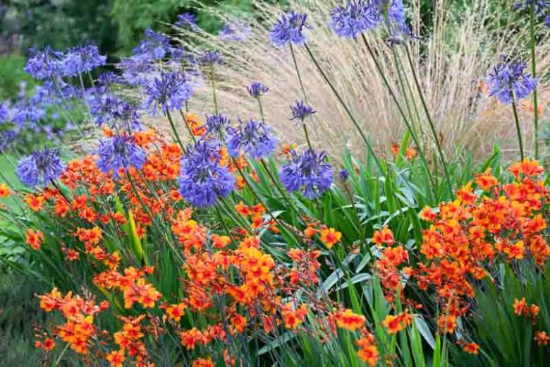 Agapanthus Loch Hope, Lily of the Nile Loch Hope, African Lily Loch Hope, Blue flower, Blue Agapanthus, Blue African Lily